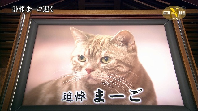 悲報 週刊ニュース新書 のまーごさん死去 にゃんこかるてっと 猫と下僕とその日常